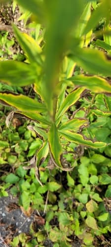 Rhizoctonia