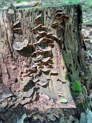 Skórnik