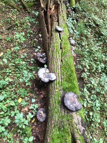 Pniarek obrzeżony