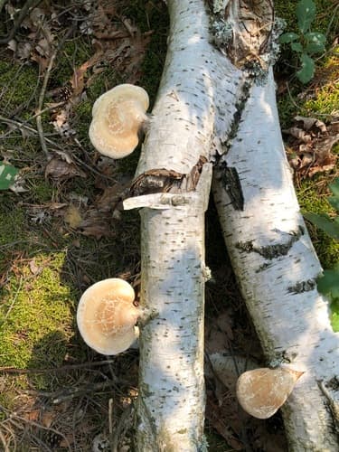 Białoporek brzozowy