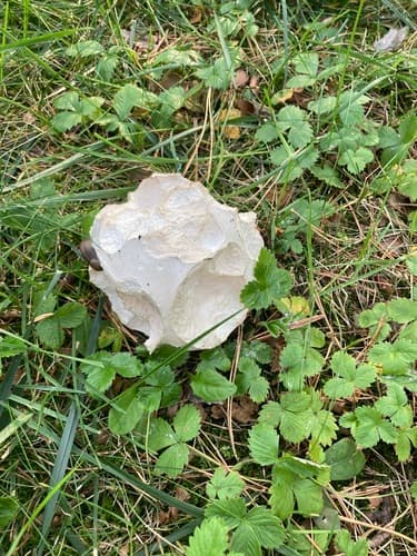 Czasznica olbrzymia