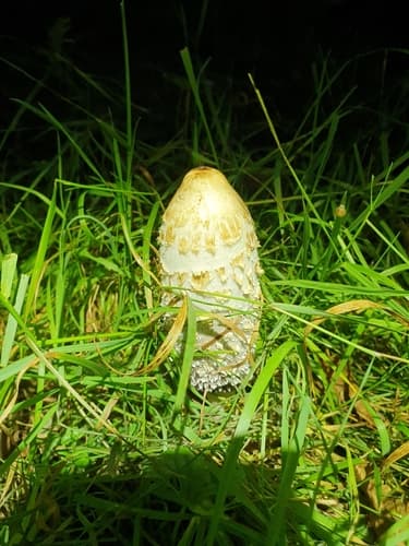 Czernidłak kołpakowaty