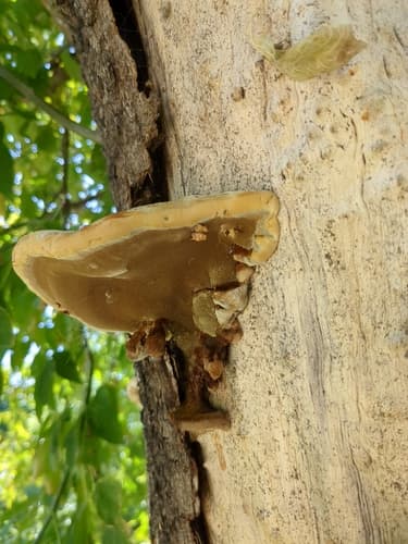 Inocutis