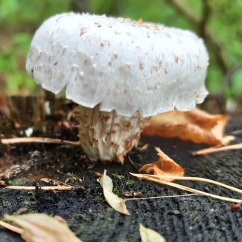 Twardoskórzak łuskowaty