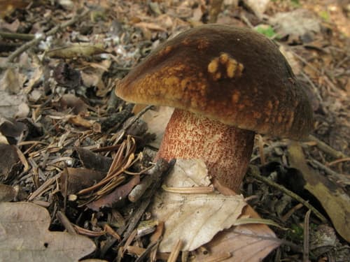krasnoborowik ceglastopory