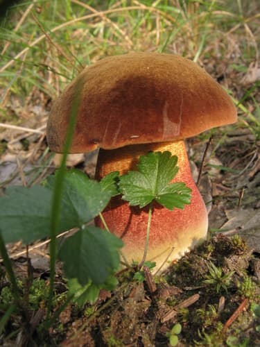krasnoborowik ceglastopory