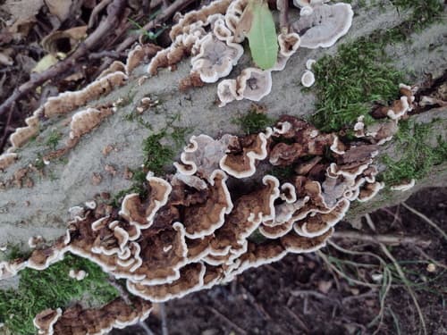 Szaroporka podpalana