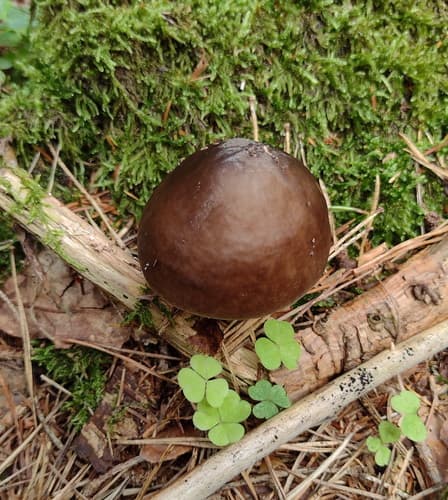 Pluteus