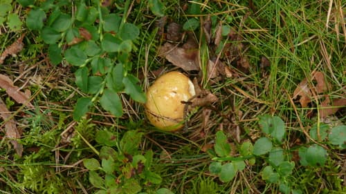Gołąbek