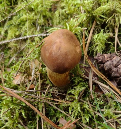 Podgrzybek brunatny