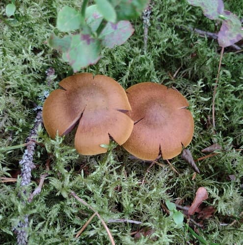 zasłonak purpurowoblaszkowy