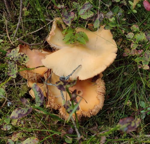 Płachetka zwyczajna