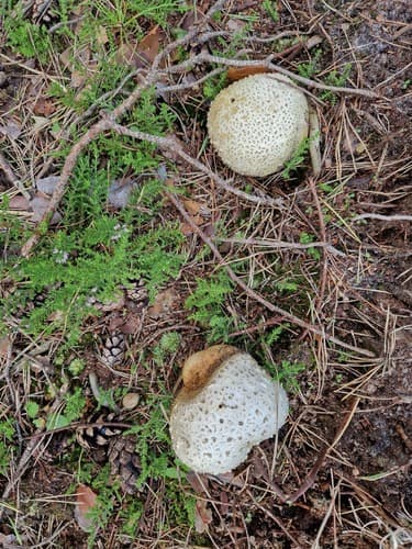 Tęgoskór