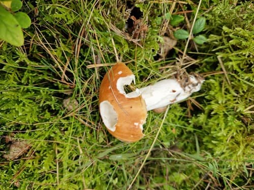 Gołąbek płowiejący