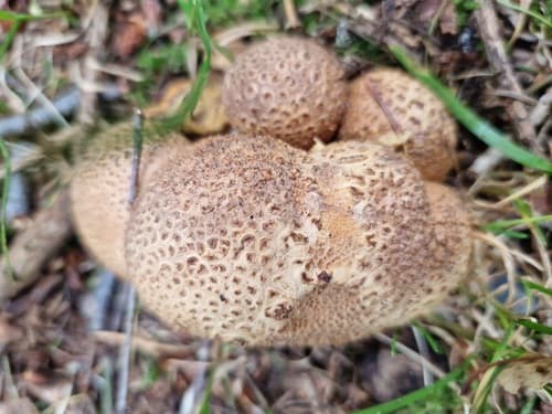 Tęgoskór cytrynowy