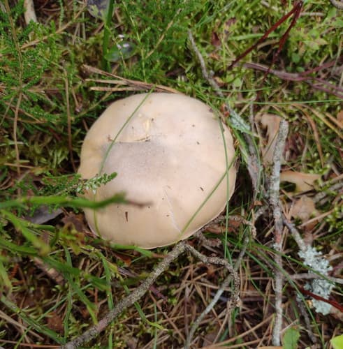 Płachetka zwyczajna