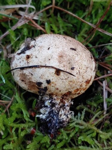 Tęgoskór cytrynowy