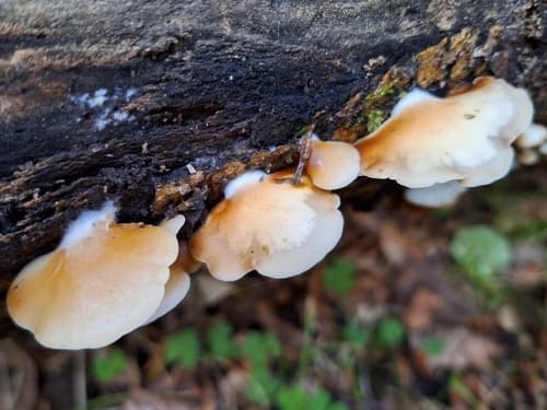 Crepidotus