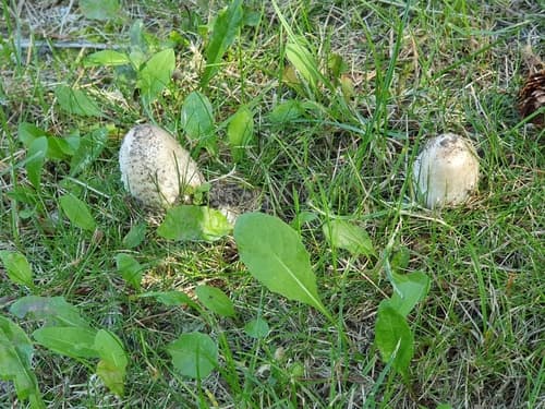 Czernidłak kołpakowaty