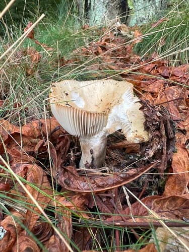 Russula brevipes