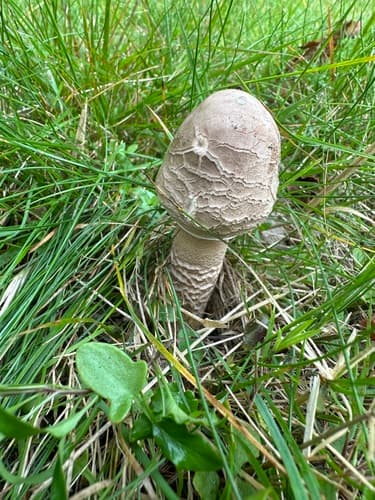 Czubajka