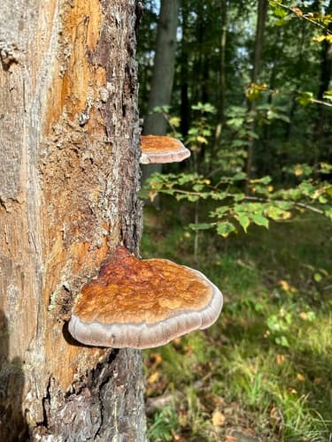 Pniarek