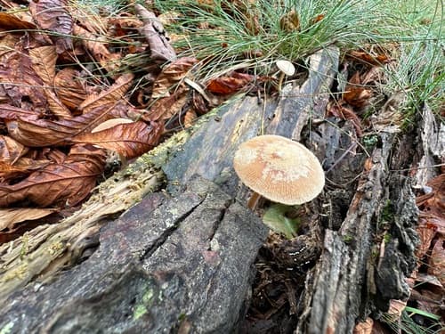 Pluteus longistriatus