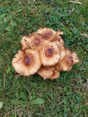 Pieczarkowce