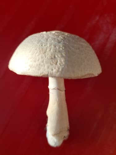 Pieczarkowce