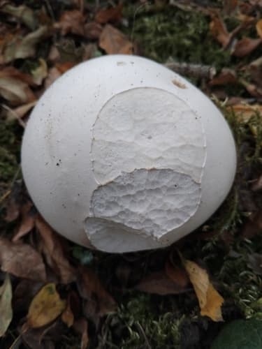 Czasznica olbrzymia