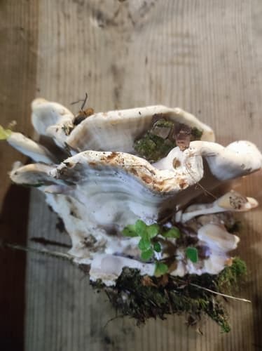 szaroporka odymiona