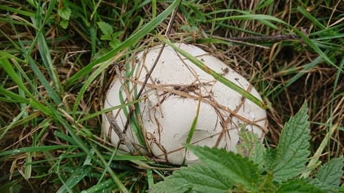 Czasznica olbrzymia