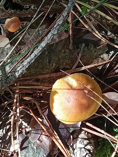 Pieczarkowce