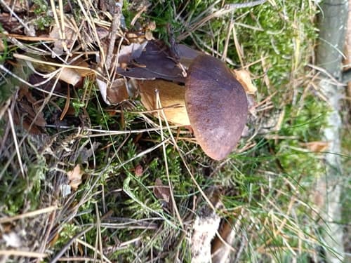 Podgrzybek brunatny