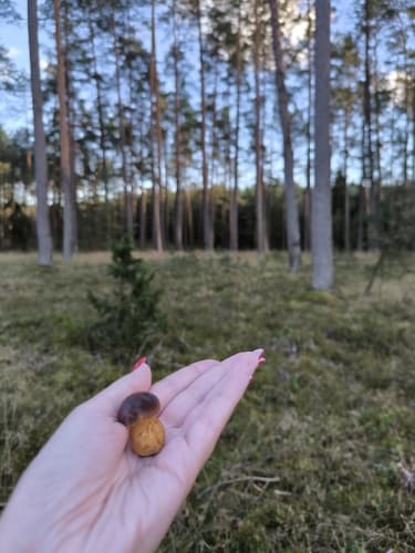 Podgrzybek brunatny