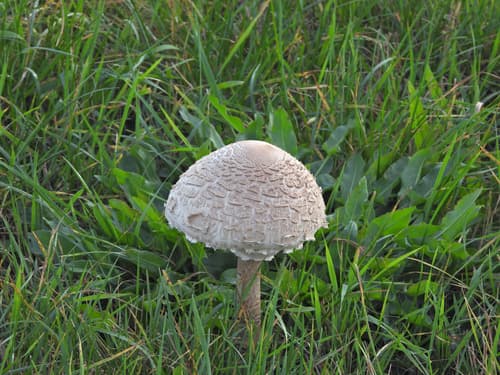 Czubajka kania