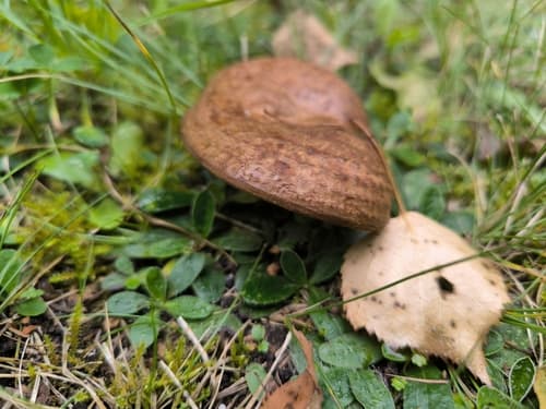 Krowiak podwinięty