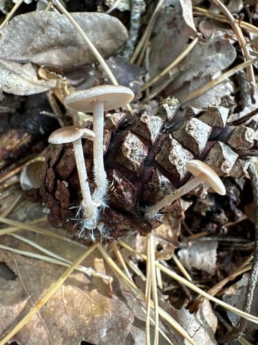 Baeospora