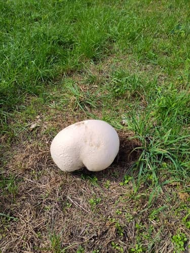 Czasznica olbrzymia