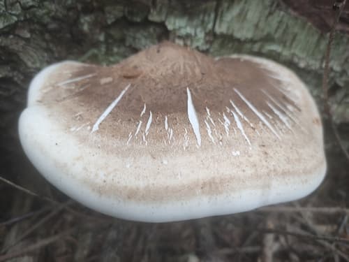 Białoporek brzozowy
