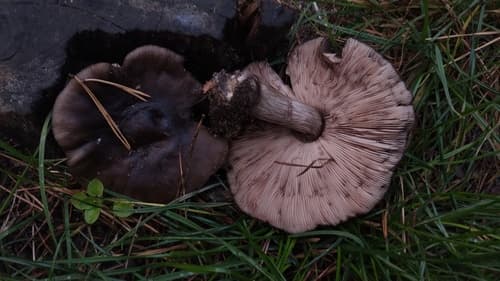 Drobnołuszczak czarnoostrzowy