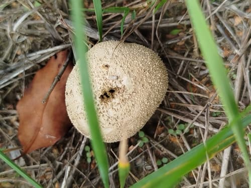 Purchaweczka spłaszczona