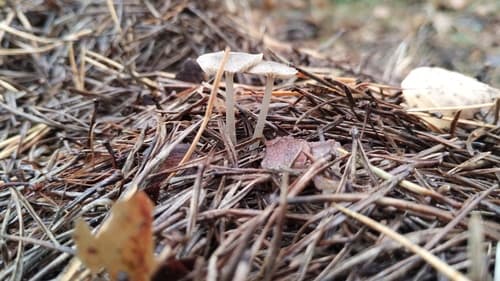 Leucocoprinus atrodiscus