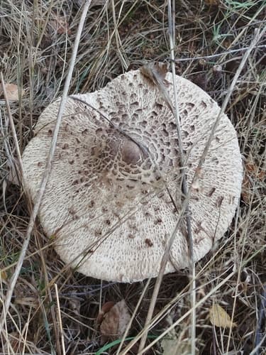 Czubajka kania