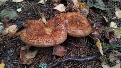 Krowiak podwinięty