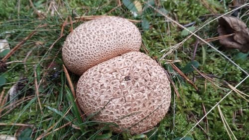 Tęgoskór cytrynowy