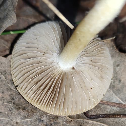 Inocybaceae