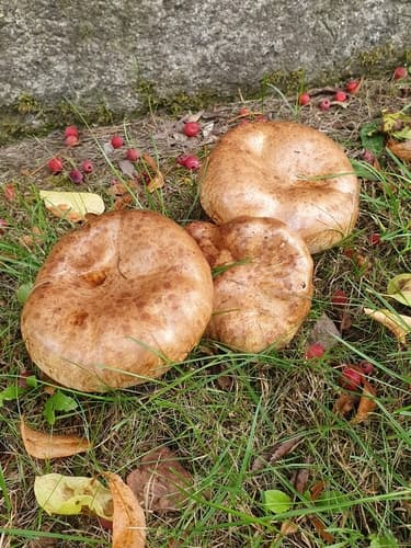 Krowiak podwinięty
