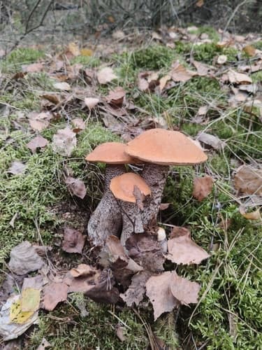 koźlarz pomarańczowożółty