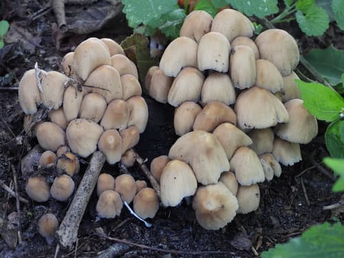 Coprinellus